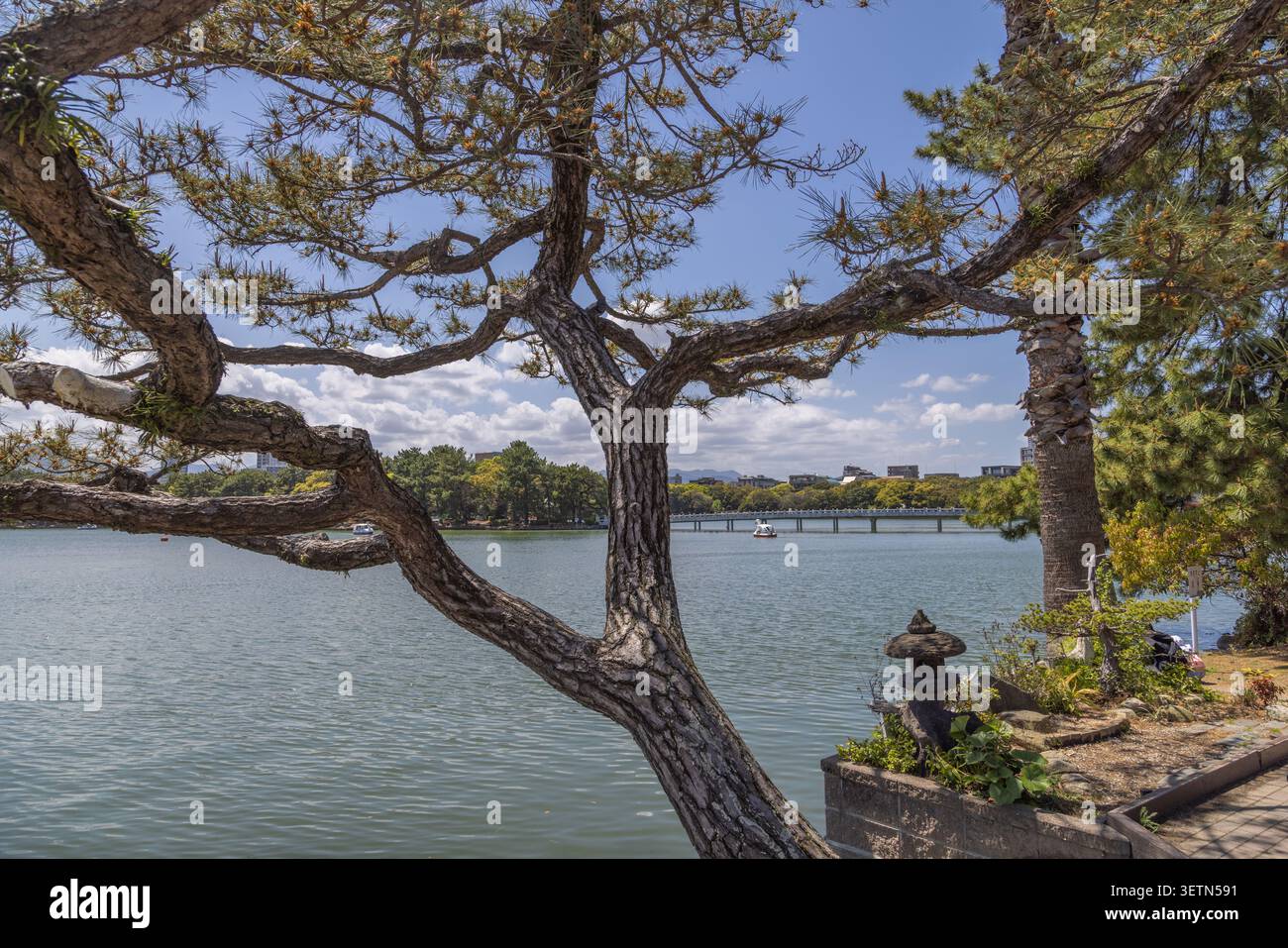 Pino maturo accanto allo stagno del parco Ohori, Fukuoka, Giappone, che incornicia un tranquillo paesaggio urbano sul lungofiume. Foto Stock