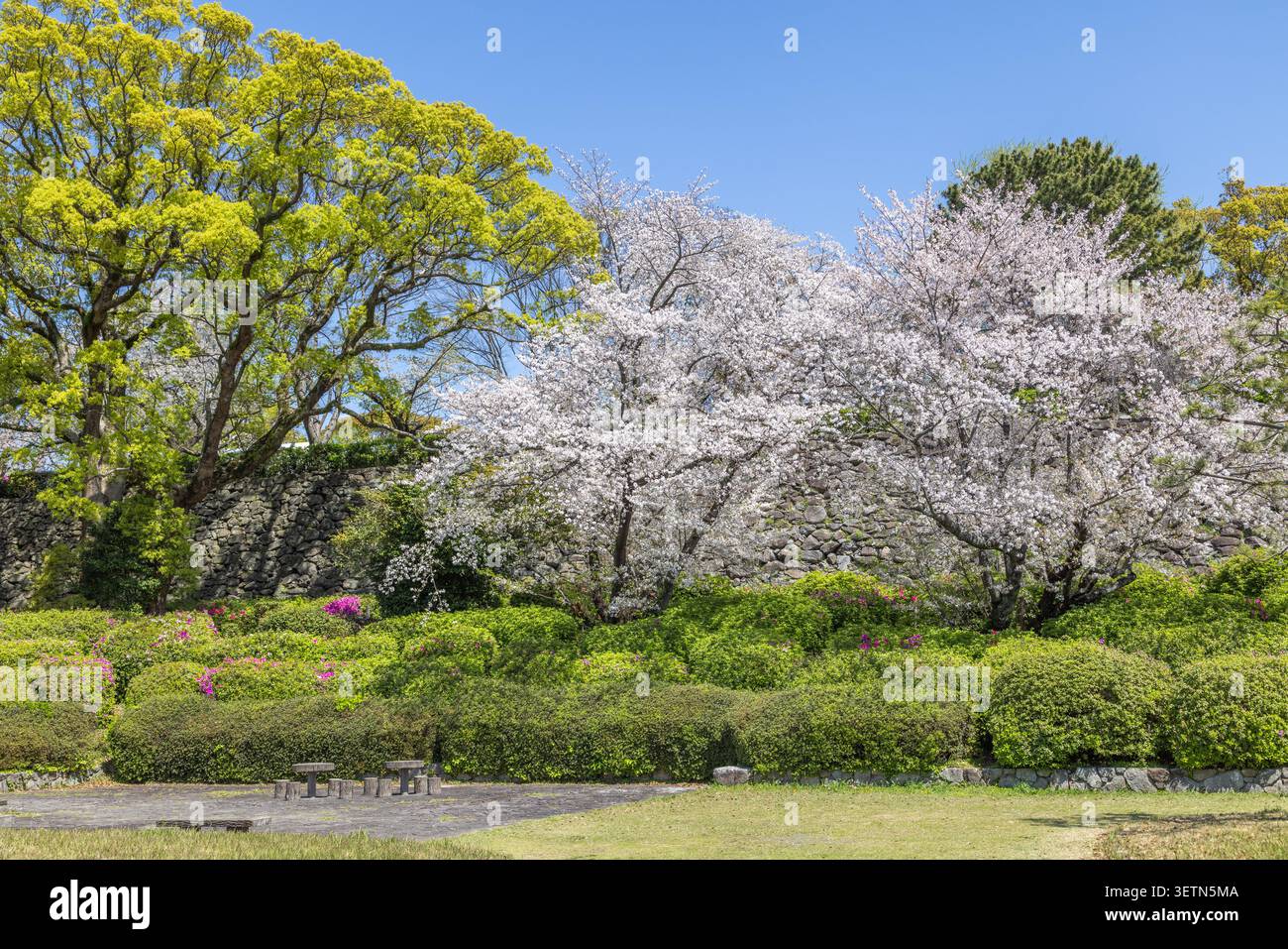 Alberi di ciliegio in fiore tra la vegetazione curata del parco Maizuru presso le rovine del castello di Fukuoka, Fukuoka, Giappone. Foto Stock