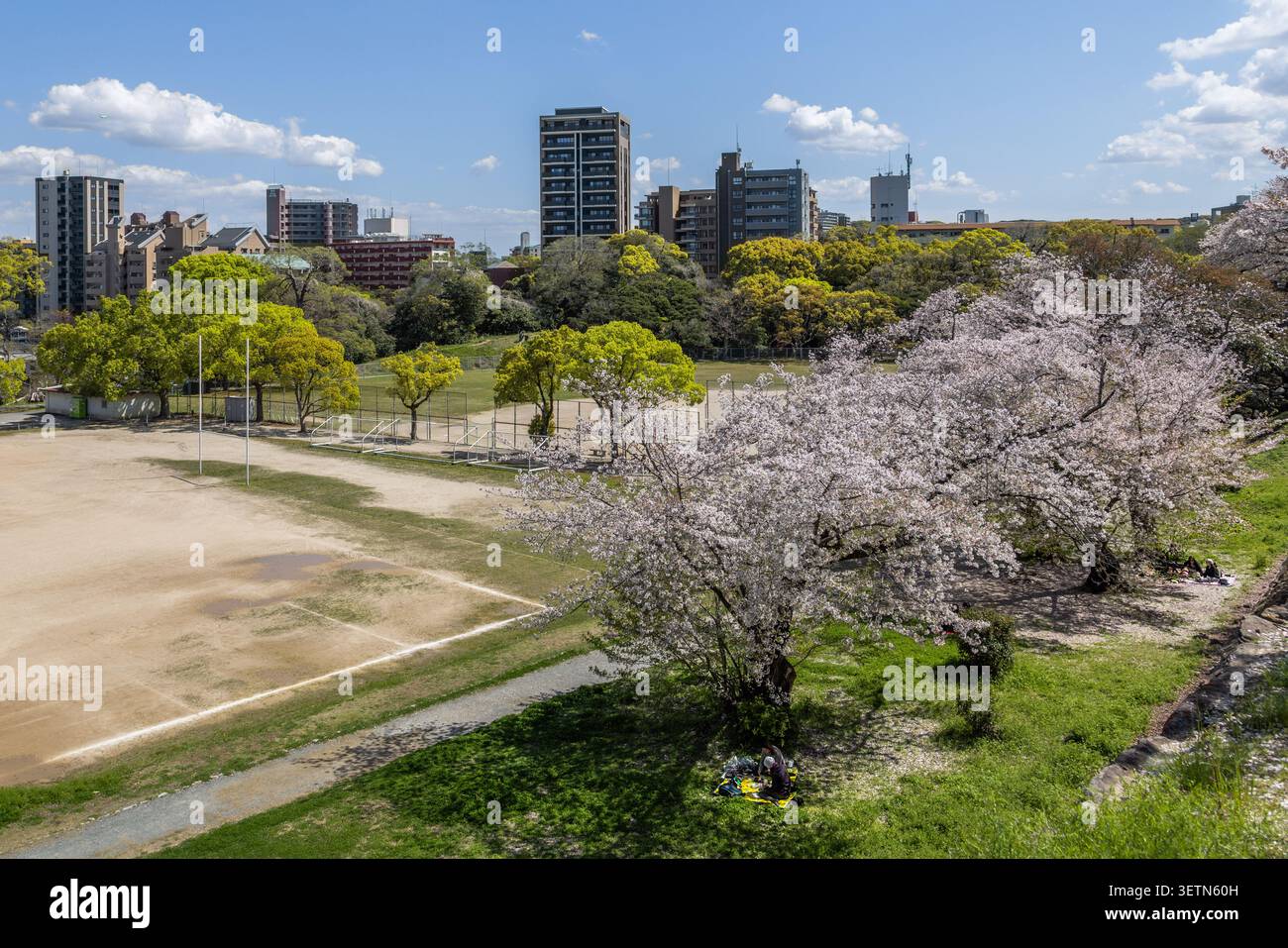 Fiori di ciliegio nel parco di Tateyama che si affaccia sul campo sportivo aperto e sul paesaggio urbano di Nagasaki, Giappone. Foto Stock