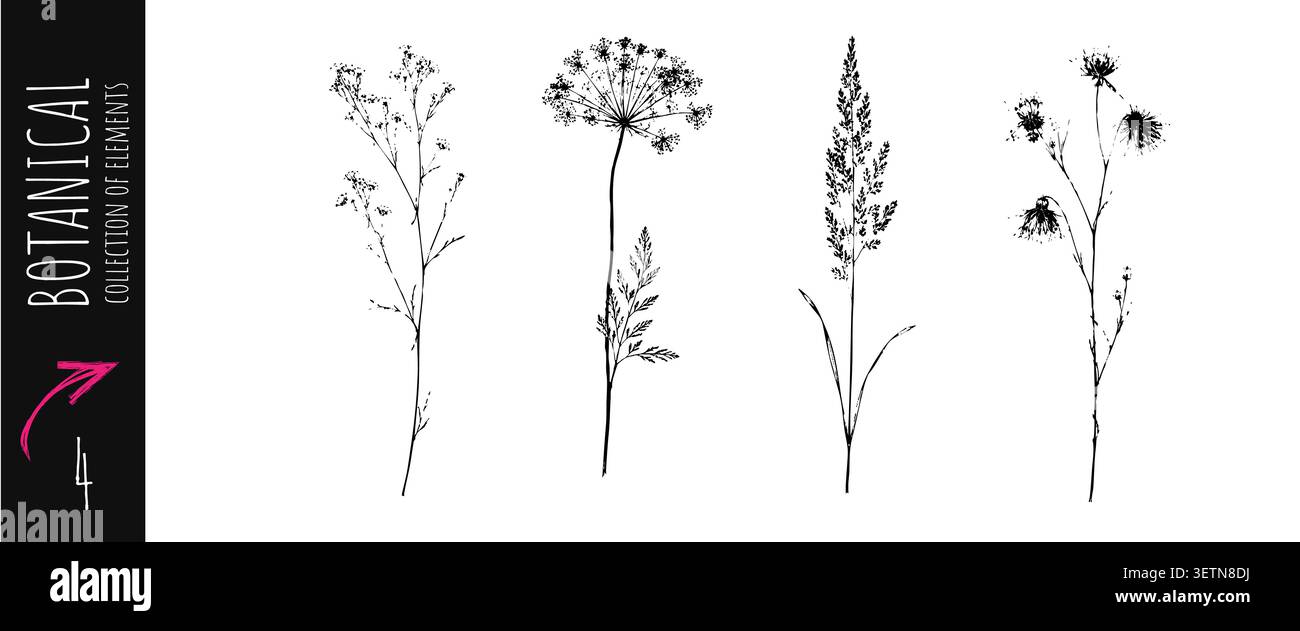 Collezione vintage di fiori selvatici botanici con piante da prato erbe delicati elementi floreali e illustrazioni naturali disegnate a mano per il branding pack Illustrazione Vettoriale