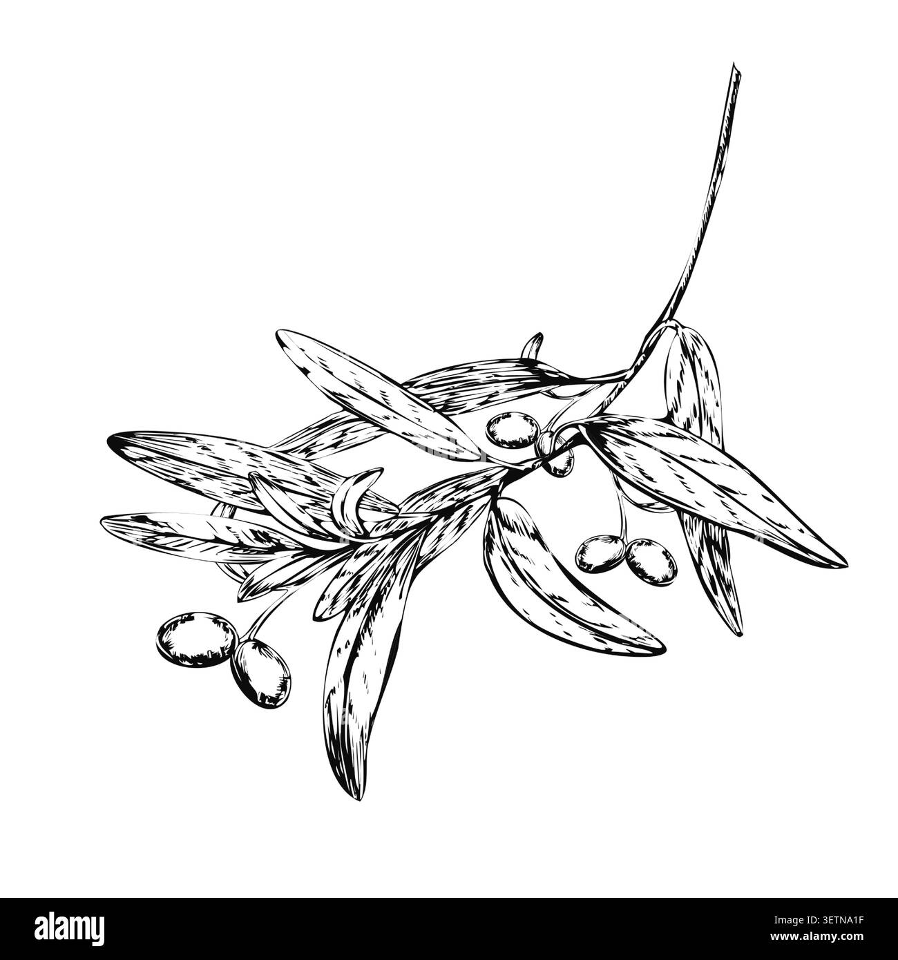 Illustrazione botanica d'annata del ramo d'oliva con frutti per la produzione di olio. Disegno vettoriale botanico inciso per etichetta italiana dell'olio extravergine di oliva Illustrazione Vettoriale