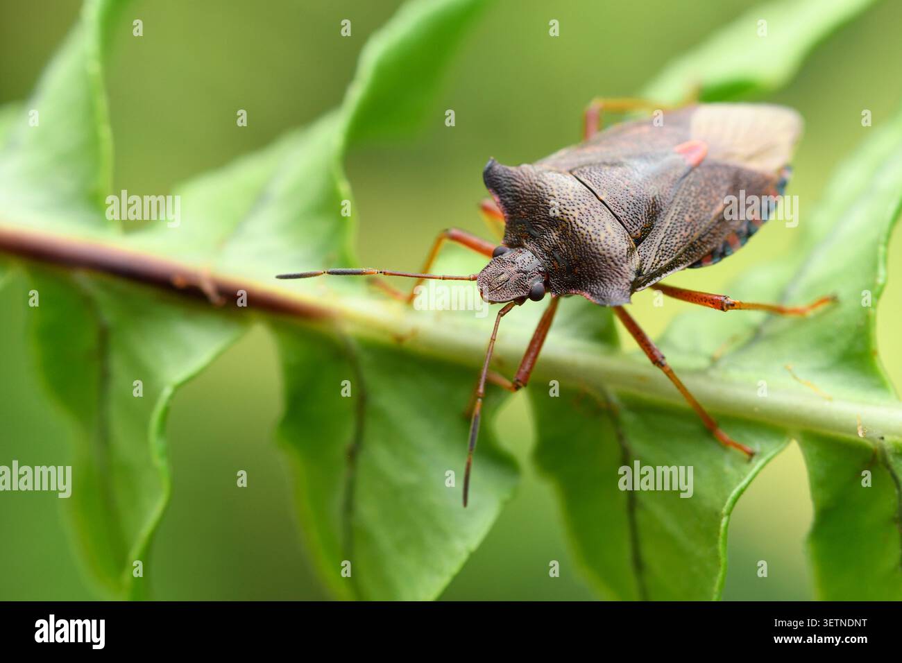 Shieldbug dalle zampe rosse (Pentatoma rufipes) su fronde di felce nella betulla nativa, Sutherland, Scozia, settembre Foto Stock