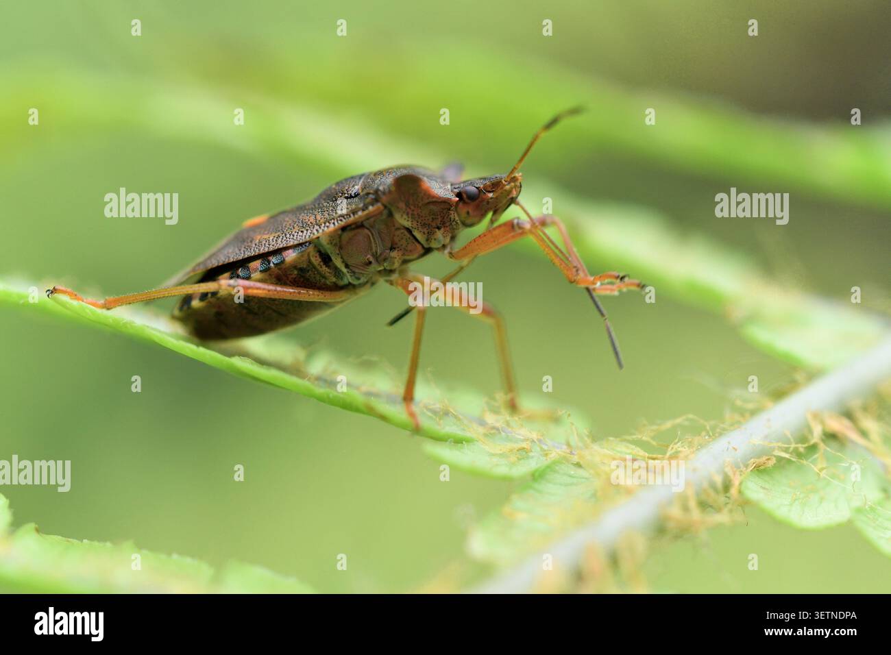 Shieldbug dalle zampe rosse (Pentatoma rufipes) su fronde di felce nella betulla nativa, Sutherland, Scozia, settembre Foto Stock