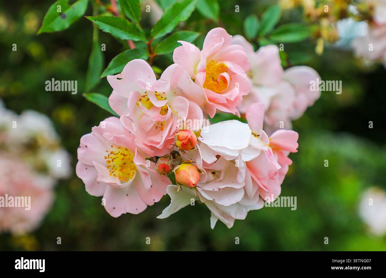I fiori rosa di una rosa rambler in miniatura chiamata "Open Arms", Inghilterra, Regno Unito Foto Stock