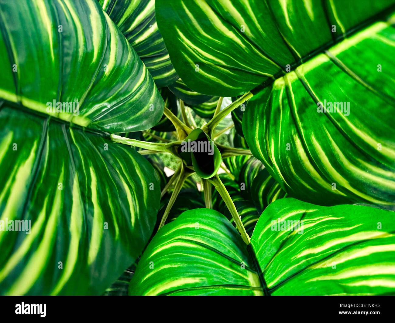Vista ad alto angolo di una lussureggiante Calathea o di una pianta di preghiera con splendidi motivi verdi e bianchi a righe sulle sue foglie - Immagine stock catturata con smartphone