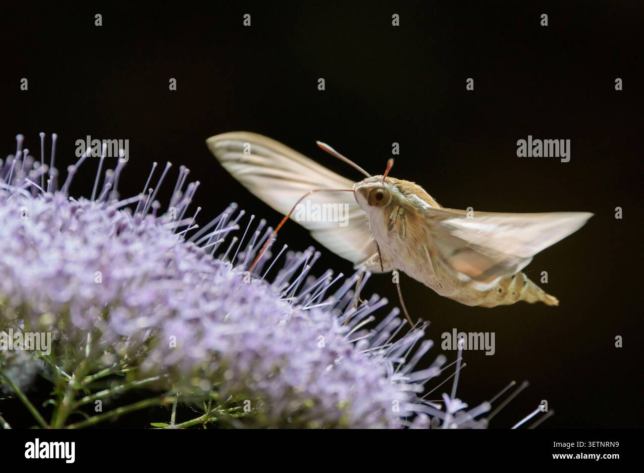 Hawk-Moth a strisce in volo sospeso che si nutre di un fiore selvatico a font del Hortet ad Alcoy, Spagna Foto Stock