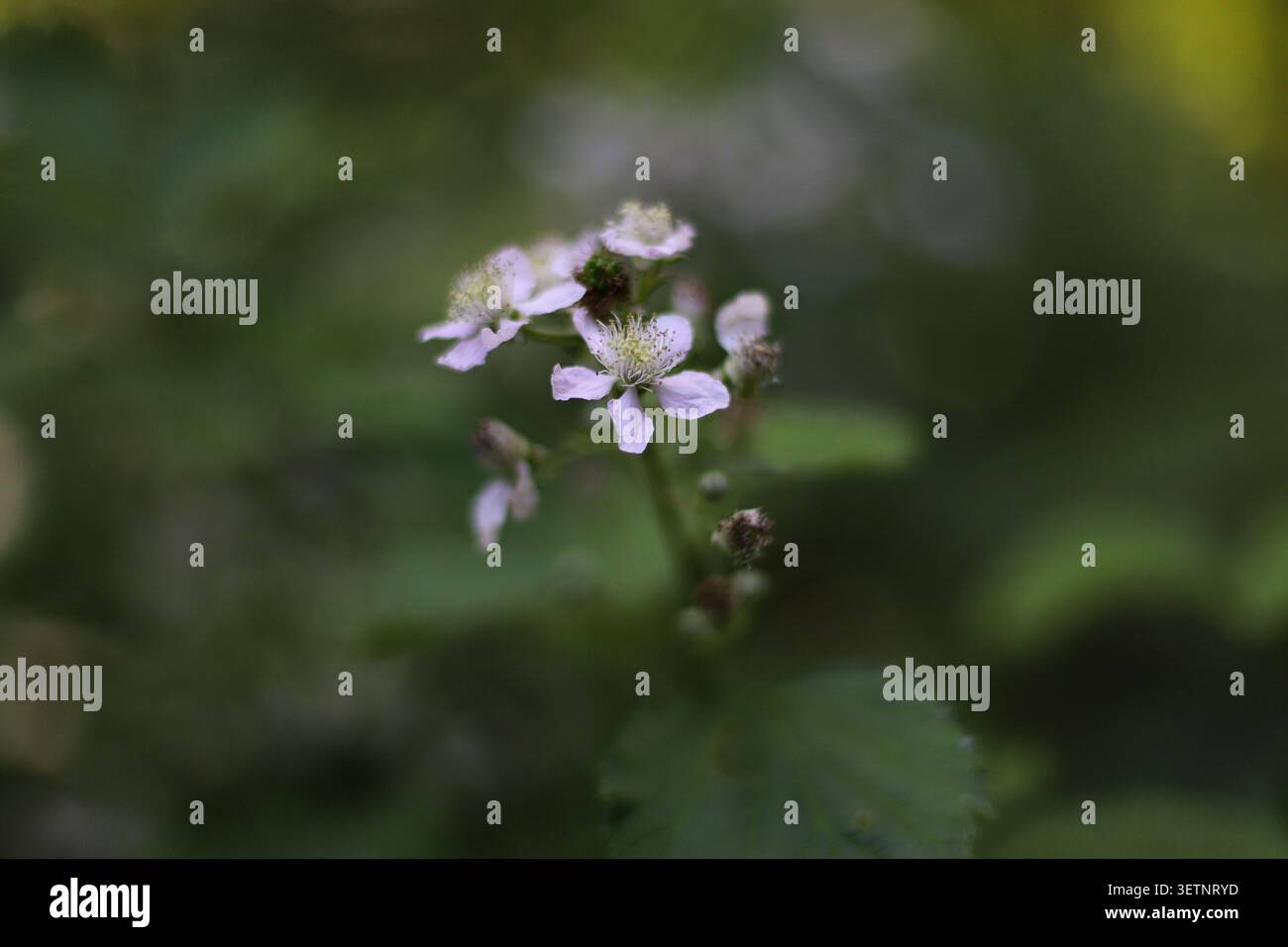 Fiore di mora selvatica in fiore da vicino Foto Stock