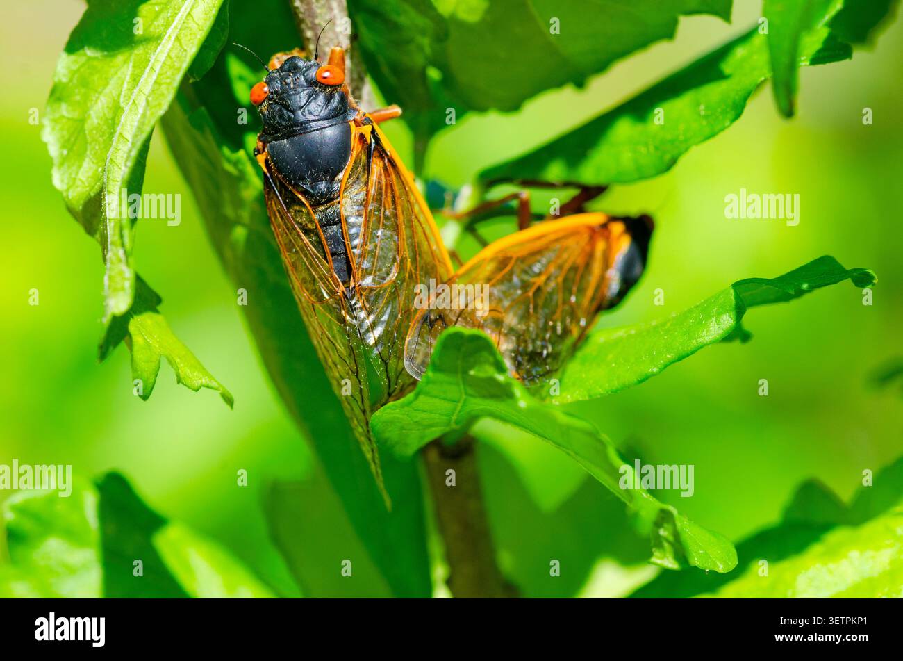 Immagine macro di una cicala su un ramo con foglie Foto Stock
