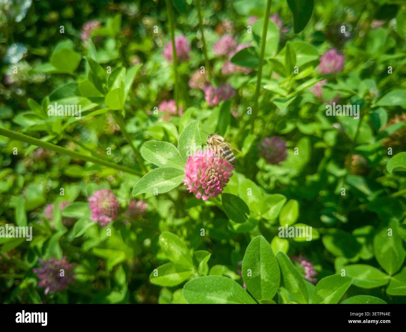 Api mellifere che raccolgono nettare su un fiore di trifoglio rosso, primo piano di un trifolium pratense rosa impollinante di api mellifere in un prato soleggiato. Foto Stock