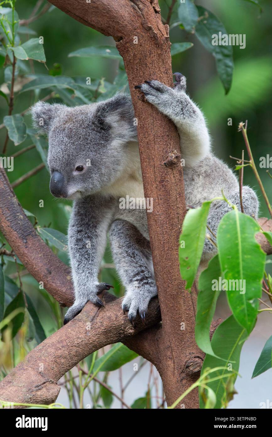 Koala (Phascolarctos cinereus adustus), Currumbin Wildlife Sanctuary, Gold Coast, Queensland, Australia Foto Stock