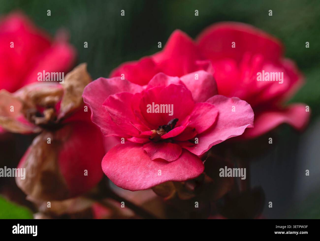 Una vista ravvicinata di una vivace Begonia rossa Foto Stock