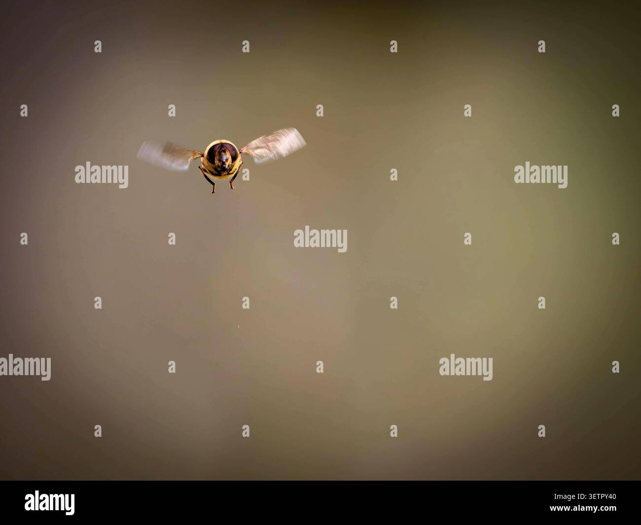 hoverfly Foto Stock