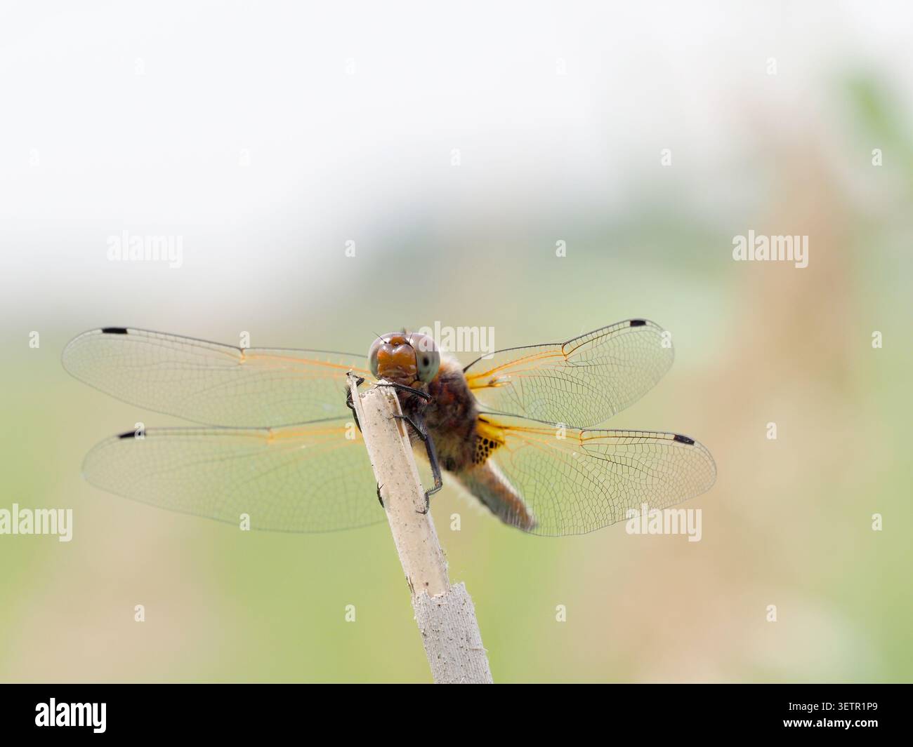 Scarce Chaser Dragonfly (femmina) libellula fulva, Wicken Fen, Cambridgeshire, Regno Unito Foto Stock