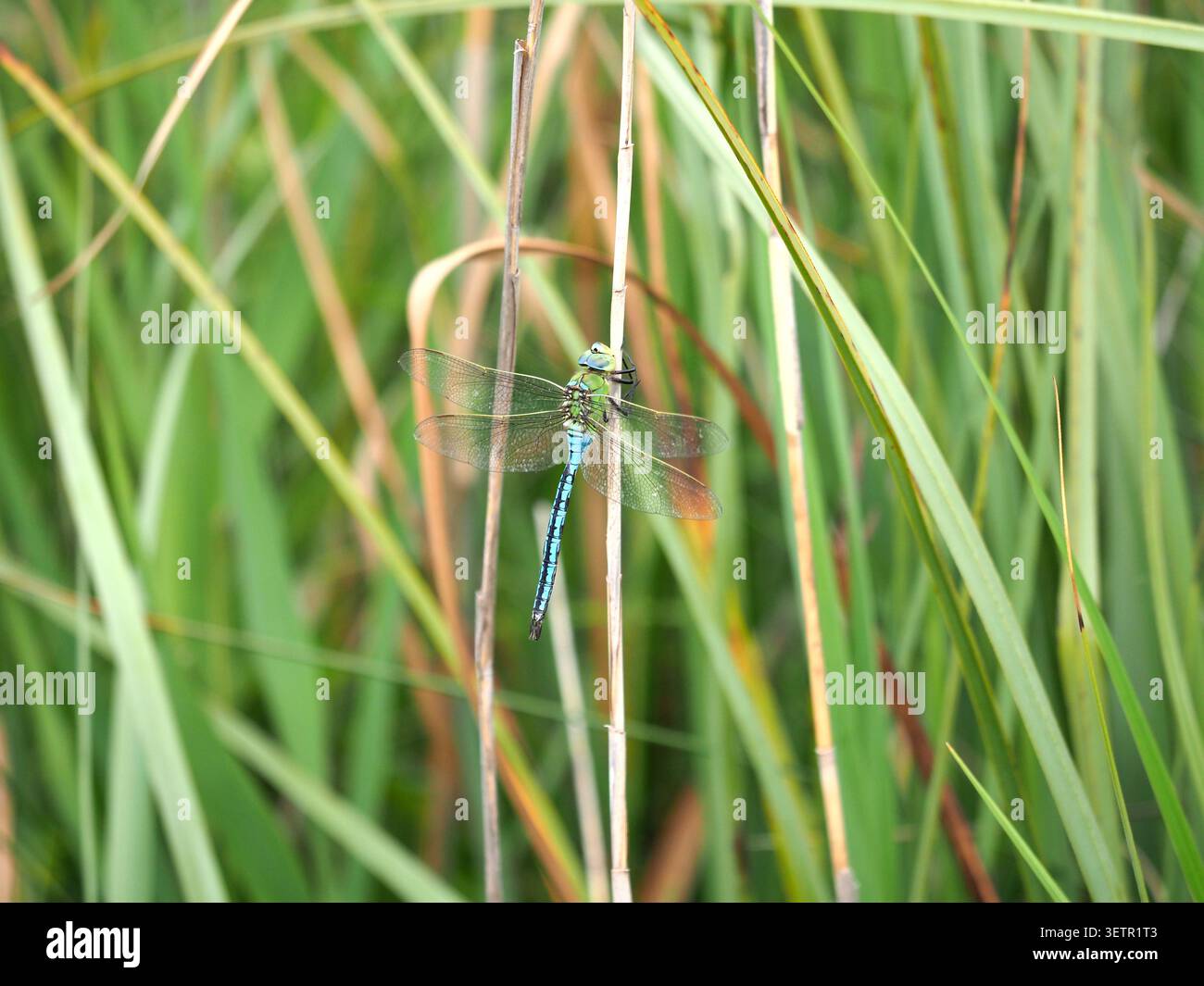 Imperatore Dragongfly Anax imperatore, Wicken Fen, Cambridgeshire, Regno Unito Foto Stock