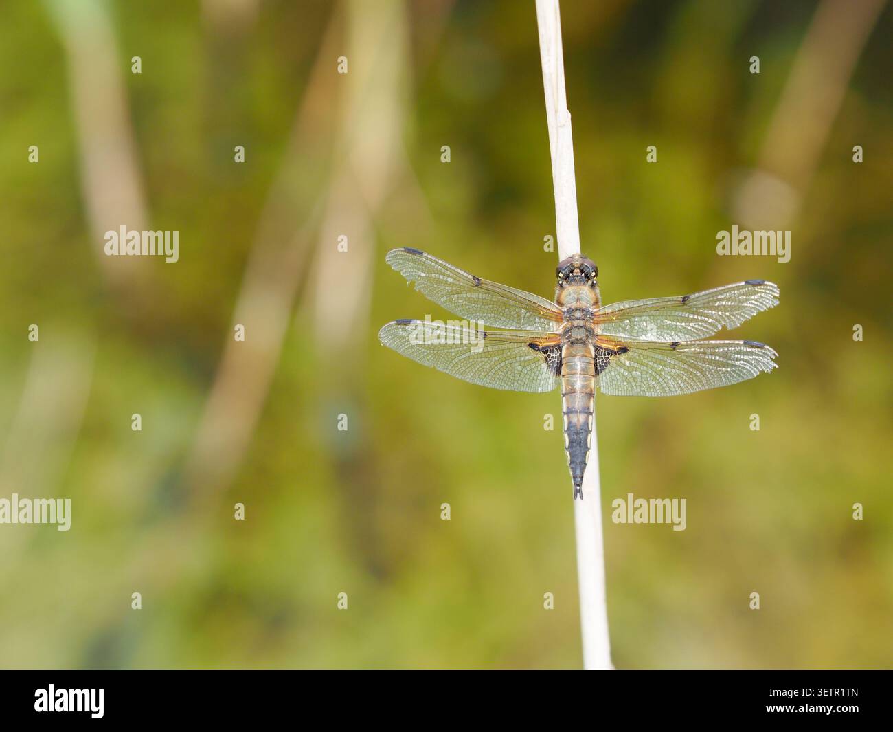 Libelulla depressa, Wicken Fen, Cambridgeshire, Regno Unito Foto Stock