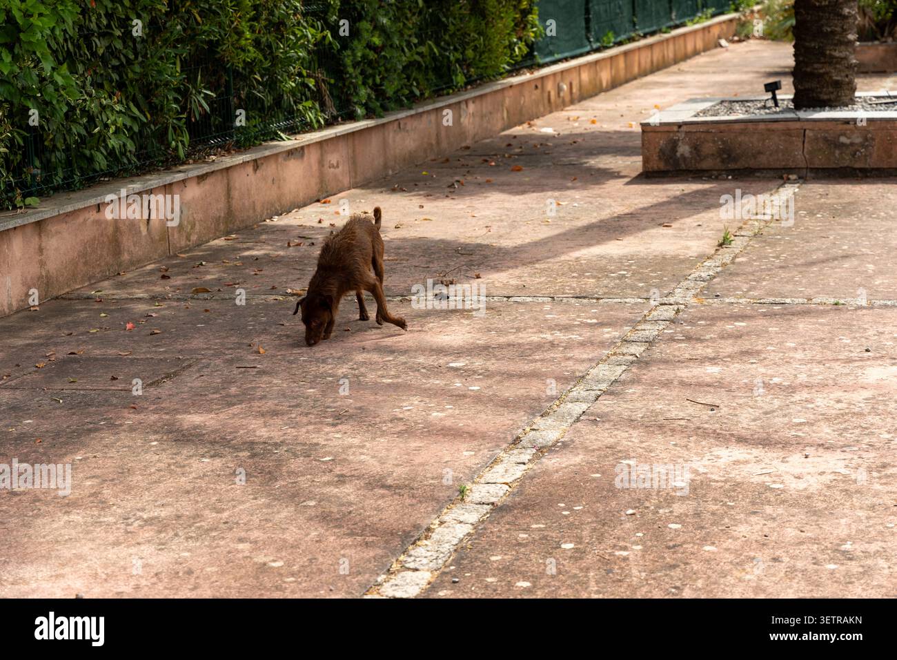 Un cane bruno di medie dimensioni e arruffato sta annusando intensamente il sentiero in cemento, con un lussureggiante fogliame verde sullo sfondo Foto Stock