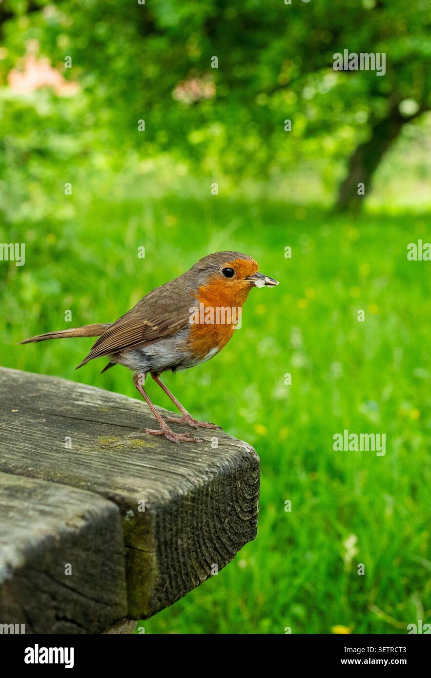 Robin adulto con cibo nel becco e in piedi su una panchina di legno in un meleto. Foto Stock