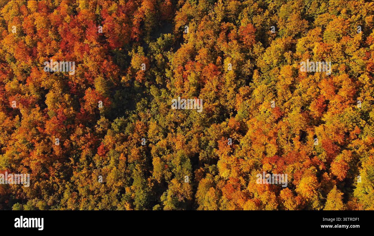 Vista aerea di una splendida foresta autunnale dall'alto Foto Stock