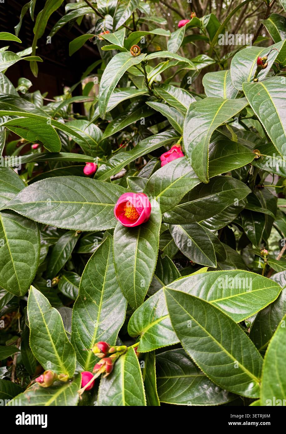 Macro ravvicinato di un bocciolo di camelia rosa - Immagine stock catturata con smartphone