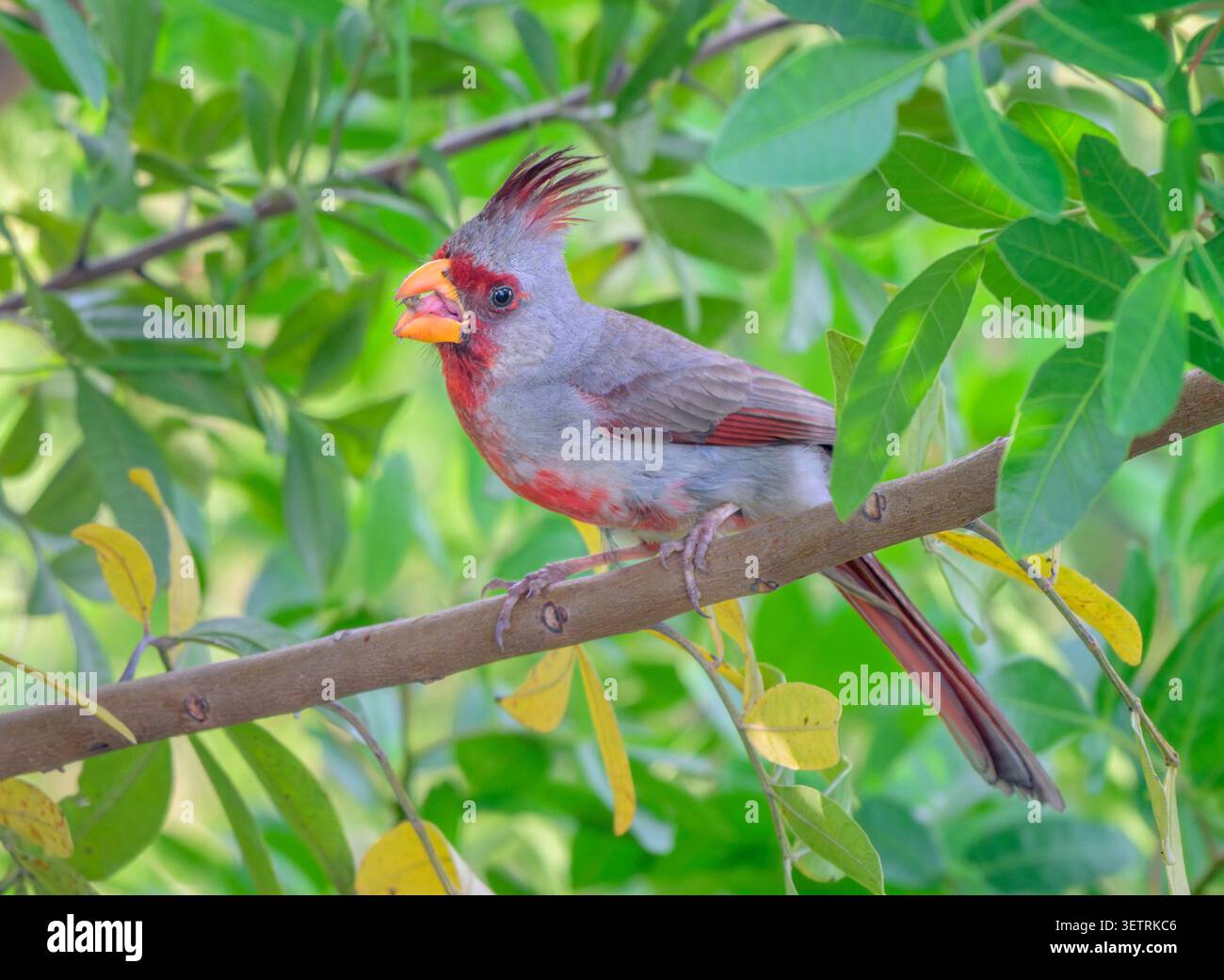 Pyrrrhuloxia o cardinale del deserto (Cardinalis sinuatus) maschio che mangia un seme di pianta spinosa durante una rara visita a Galveston Island, texas, USA. Foto Stock
