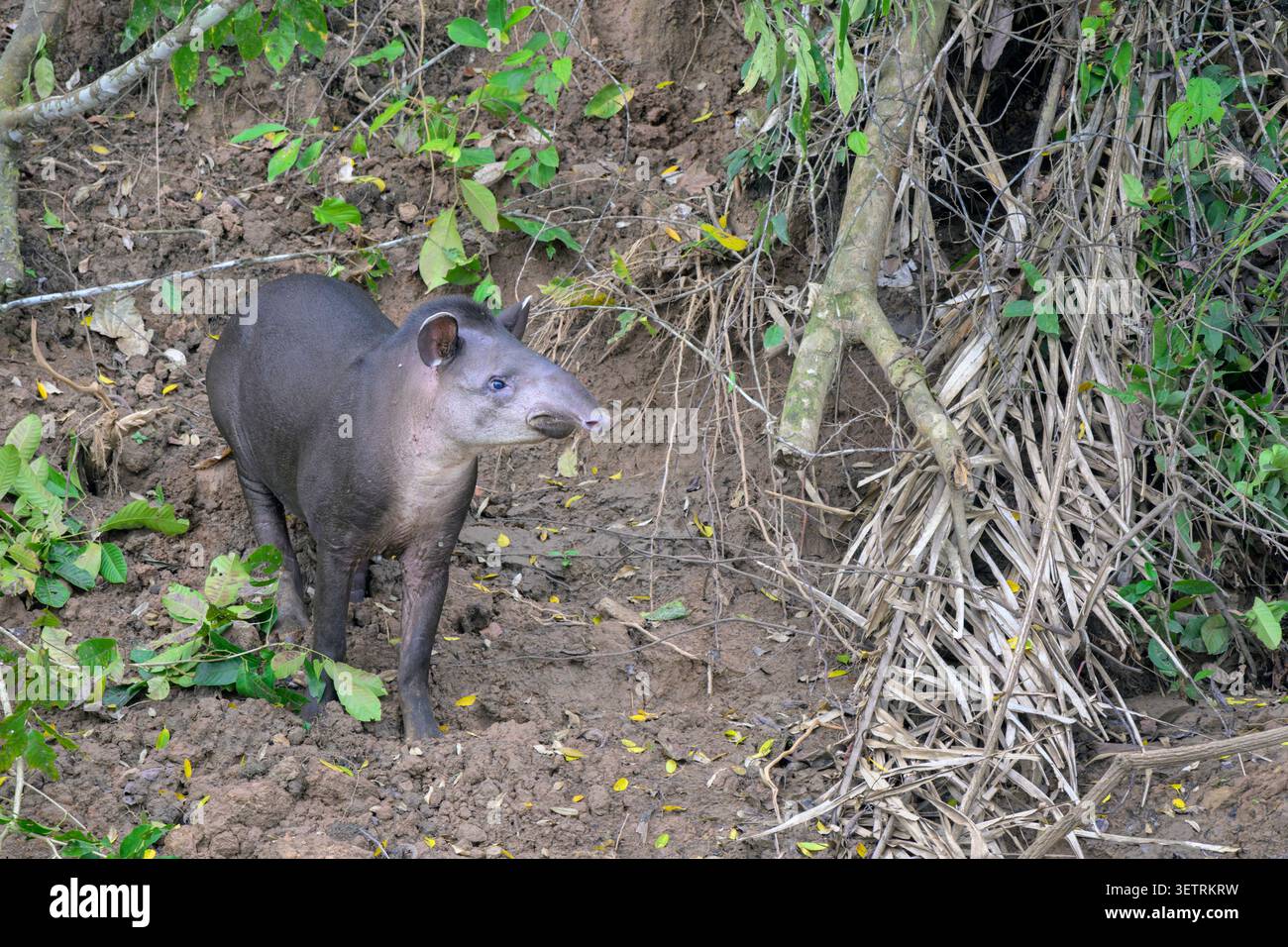 Tapir amazzonico o di pianura (Tapirus terrestris) sulla riva del fiume Manu, nel suo habitat tipico, il Parco Nazionale di Manu, Perù. Foto Stock