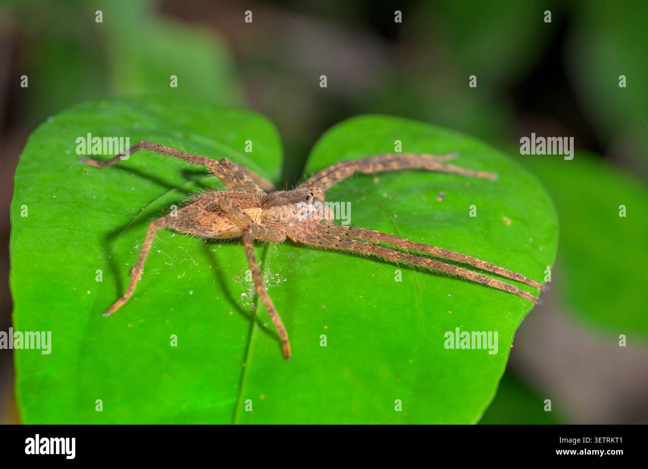 Un ragno di Bromeliade (Cupiennius bimaculatus) vagante su una pianta nella foresta pluviale di notte, nel Parco Nazionale di Manu, Perù. Foto Stock