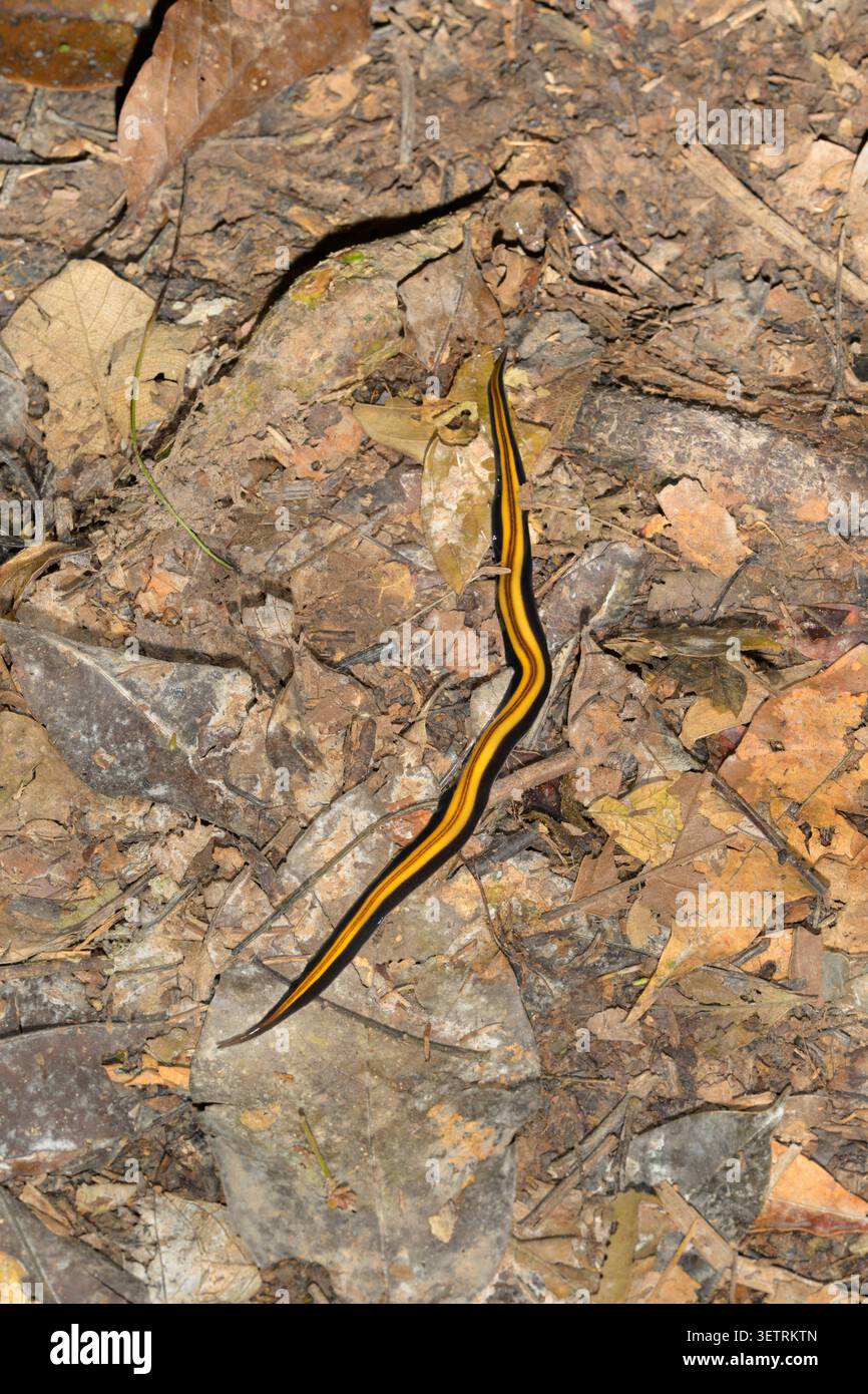 Verme planare della Terra peruviana (Gigantea urubambensis; Platyhelminthes, Tricladida, Geoplanidae) nel pavimento della foresta pluviale di notte, Manu NP, Perù. Foto Stock