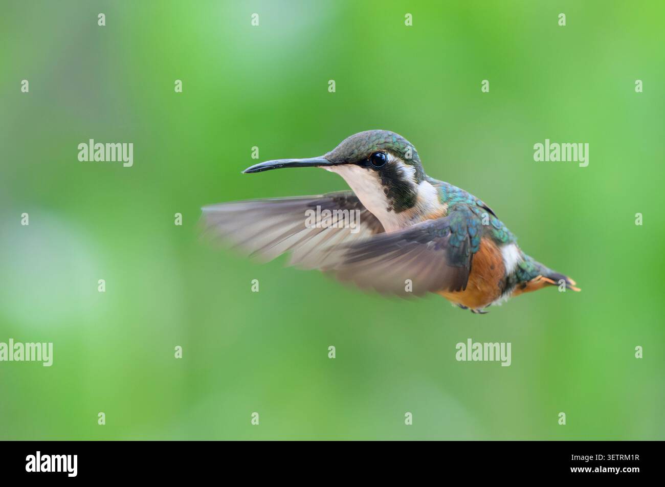 Colibrì in legno dalle ciottoli bianchi (Chaetocercus mulsant) femmina in volo, regione di Cusco, Perù. Foto Stock
