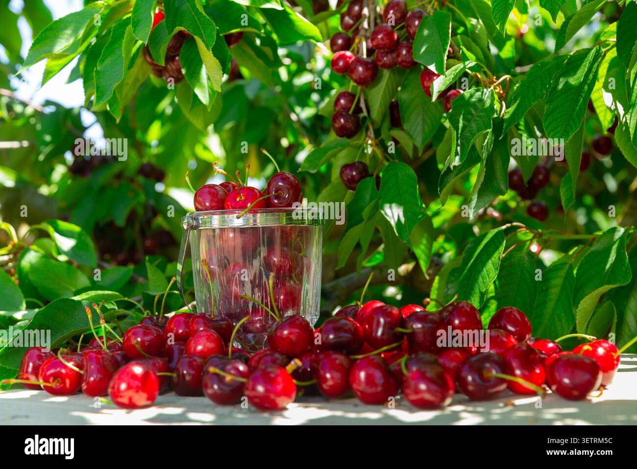 Ciliegie dolci rosse mature raccolte su tavola nel frutteto estivo Foto Stock
