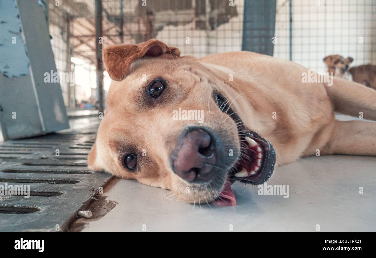 Cane Labrador in rifugio in attesa di essere salvato e adottato in una nuova casa. Concetto di rifugio per animali Foto Stock