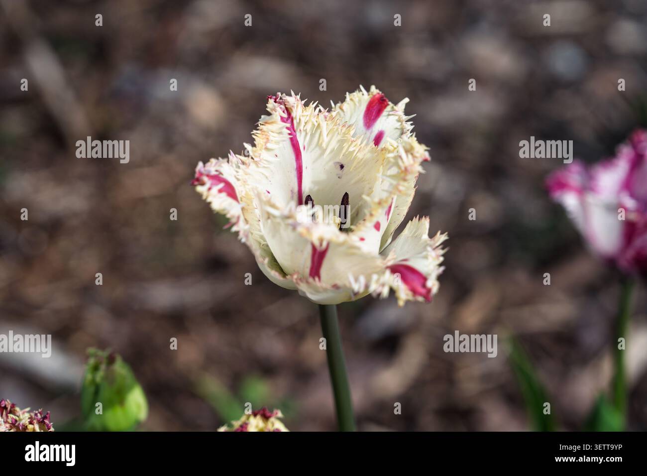 Fiore di tulipani con frange e petali bianchi e viola che sbocciano in un letto da giardino primaverile Foto Stock