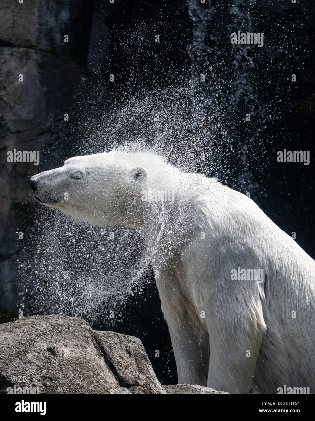 Orso polare che scuote l'acqua dalla sua pelliccia, gocce che volano in uno spruzzo drammatico su uno sfondo roccioso scuro Foto Stock