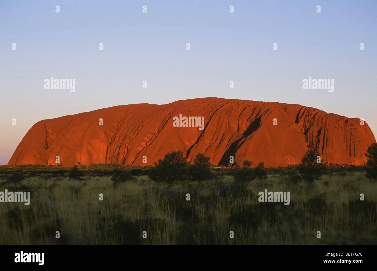 La calda luce del sole che sorge bagna Uluru (Ayers Rock) di un rosso brillante, creando un contrasto drammatico con il vasto paesaggio desertico ricoperto di erba Foto Stock