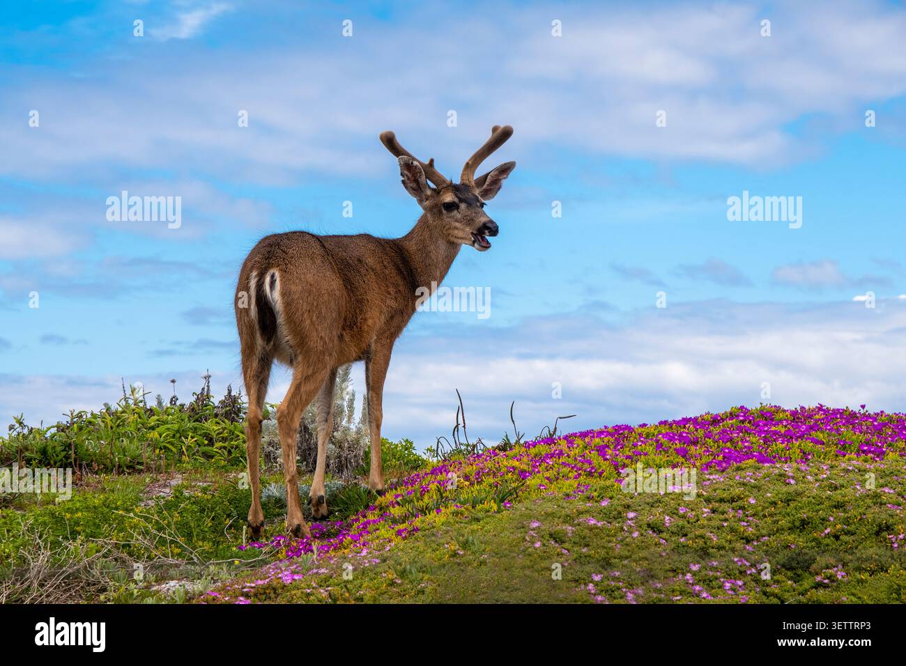 Mulo cervo in piedi tra i fiori selvatici della costa, mostrando una tranquilla scena faunistica sotto il cielo blu. Foto Stock