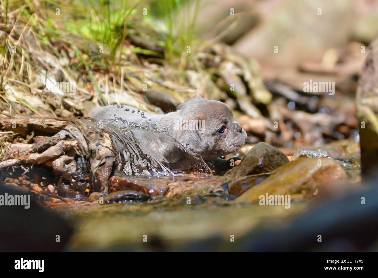 Il cucciolo di cane Bulldog francese si raffredda in un flusso d'acqua poco profondo durante il caldo estivo Foto Stock