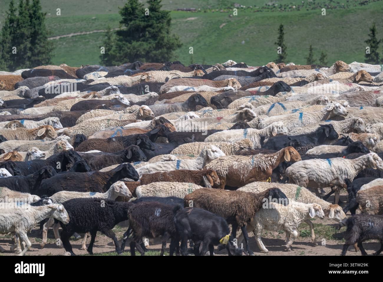 Un grande gregge di pecore domestiche, di colore variabile dal bianco al marrone al nero, pascolano su una lussureggiante prateria verde ad alta quota nel mou del Kirghizistan Foto Stock