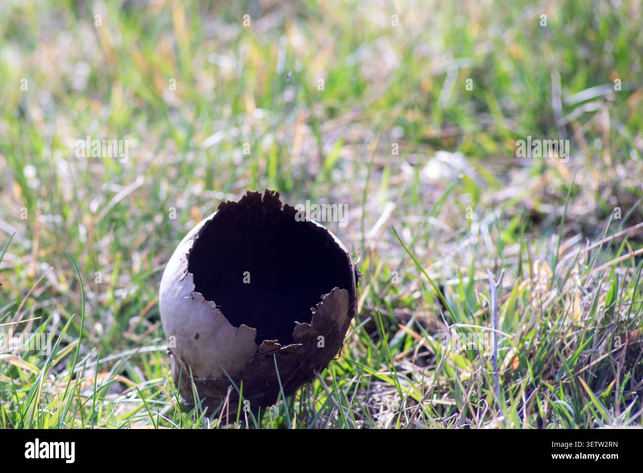 La pelle di fungo di palla di palla di palla di palla di palla di palla si è rotta aperta sull'erba verde in un campo, processo di decadimento naturale. Foto Stock