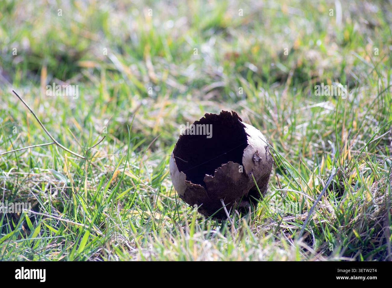 La pelle di fungo di palla di palla di palla di palla di palla di palla si è rotta aperta sull'erba verde in un campo, processo di decadimento naturale. Foto Stock