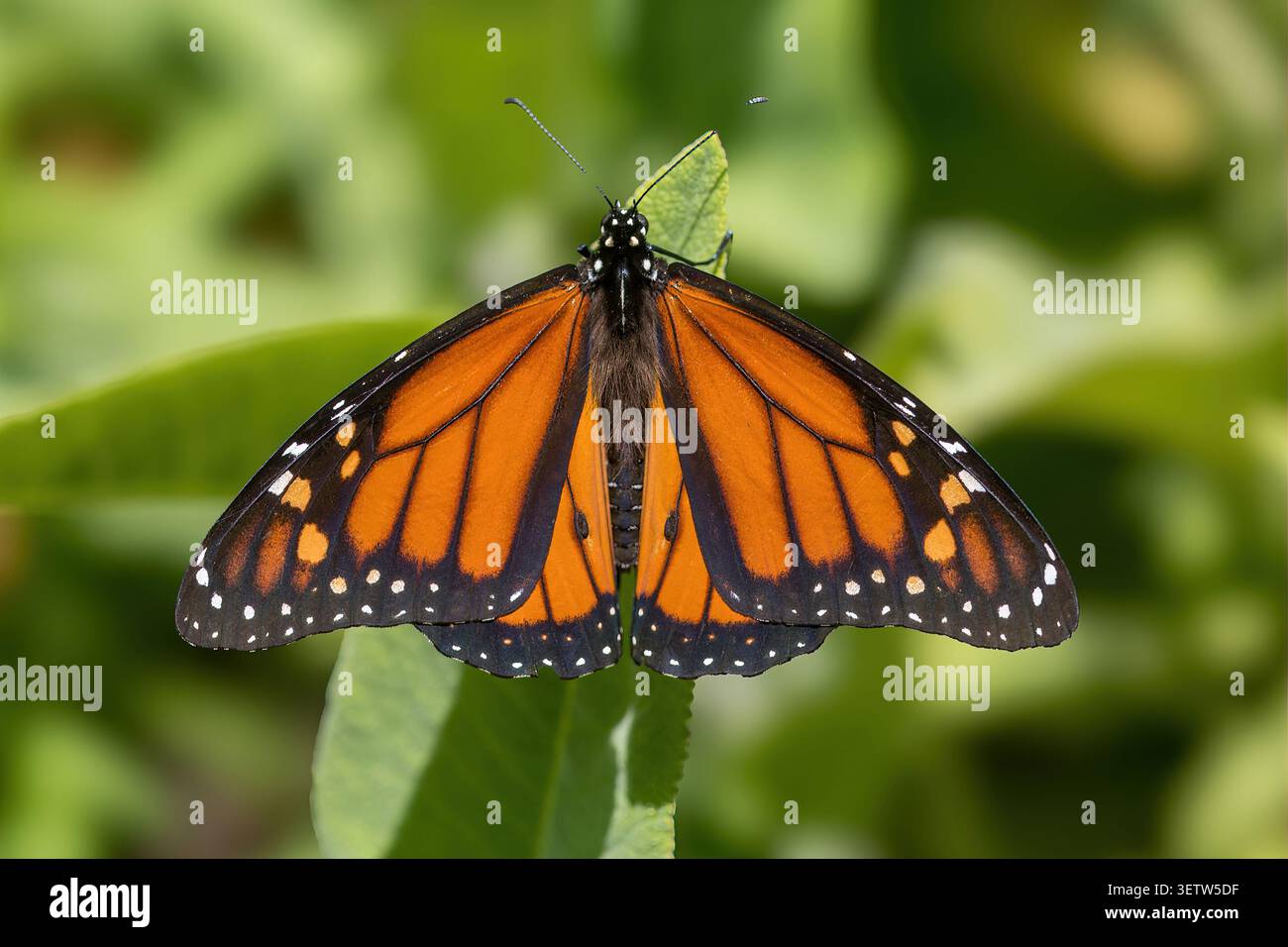 Ritratto dritto in basso al centro di una farfalla monarchica, ali completamente sparse, arroccate su una foglia verde. Elizabeth F. Gamble Garden, contea di Santa Clara, Foto Stock