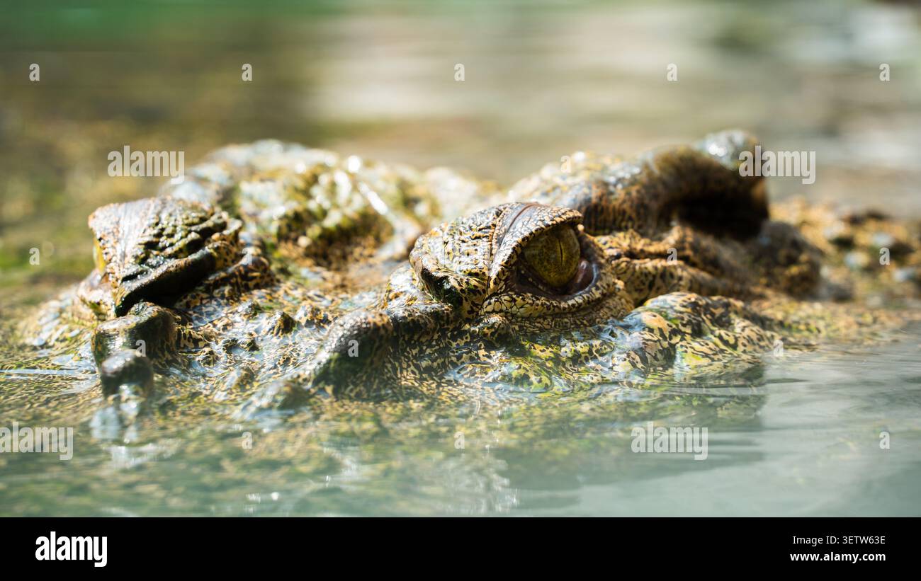 Primo piano estremo dell'occhio di un coccodrillo e della testa testurizzata mimetizzata in acqua verde, vista profilo laterale. Foto Stock