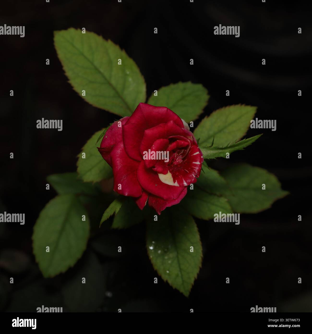 Una bellissima rosa rossa in miniatura con un tocco di bianco, su uno sfondo scuro e umido con foglie verdi nitide, che cattura dettagli eleganti. Foto Stock
