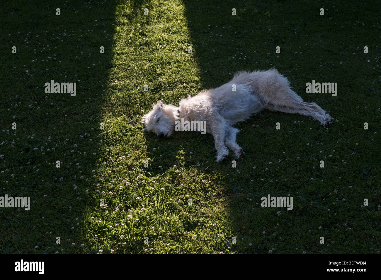 Un cane lurcher molto caldo cerca di dormire all'ombra di una siepe del giardino, durante l'attuale ondata di caldo estivo di giugno 2026 (Galles, Regno Unito) Foto Stock