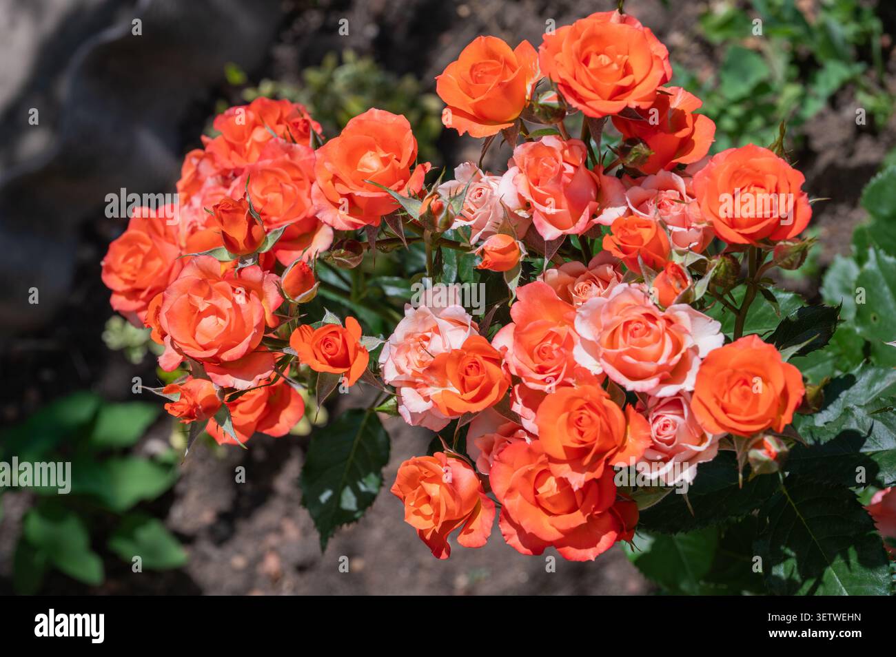 Gruppo di rose in miniatura arancioni in fiore Foto Stock