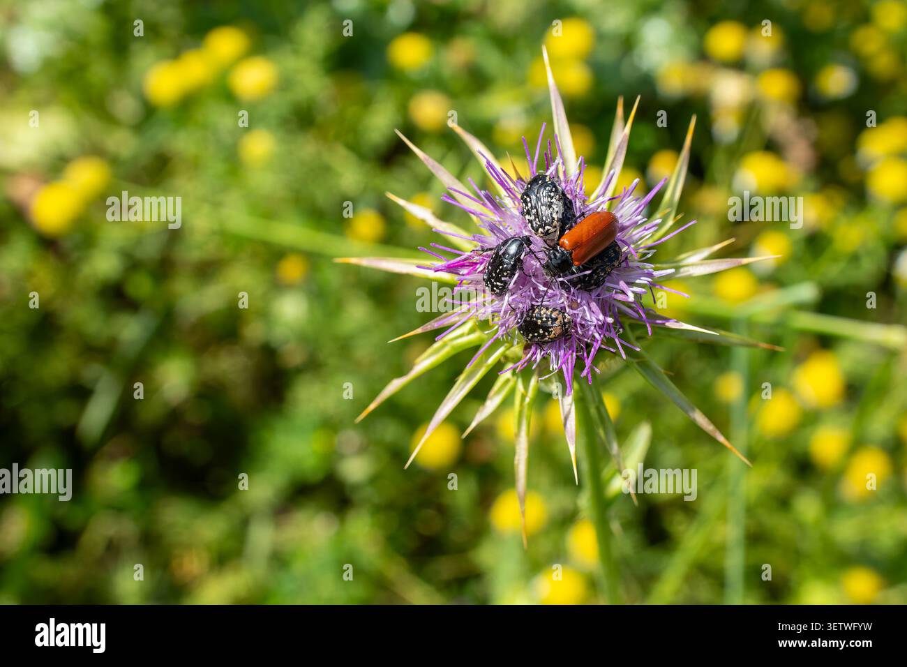 Vari coleotteri a fette che raccolgono nettare su un vibrante fiore di cardo viola in un campo soleggiato, circondati da fogliame verde sfocato e fiori selvatici gialli Foto Stock