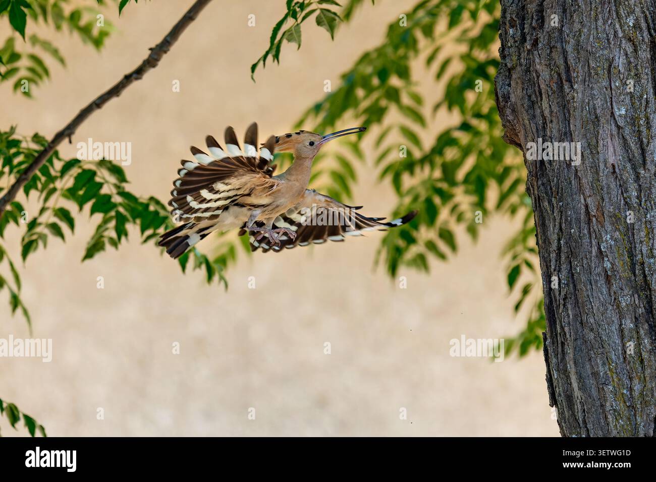 L'uccello eurasiatico Hoopoe viene catturato in volo, mostrando la sua caratteristica cresta e le ali a strisce mentre si muove attraverso un ambiente naturale all'aperto con il suo Foto Stock