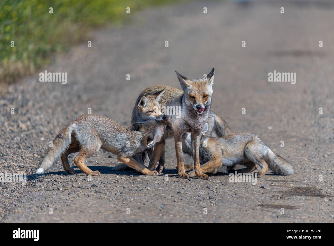 Red Fox vixen (Vulpes vulpes) fornisce latte ai suoi piccoli kit, due che allattano attivamente e uno li aspetta nelle vicinanze, mostrando cure materne e nutrimento beh Foto Stock