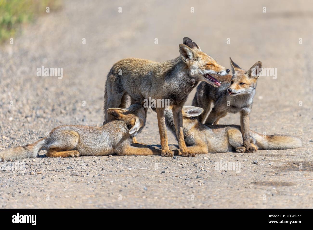 Red Fox vixen (Vulpes vulpes) fornisce latte ai suoi piccoli kit, due che allattano attivamente e uno li aspetta nelle vicinanze, mostrando cure materne e nutrimento beh Foto Stock
