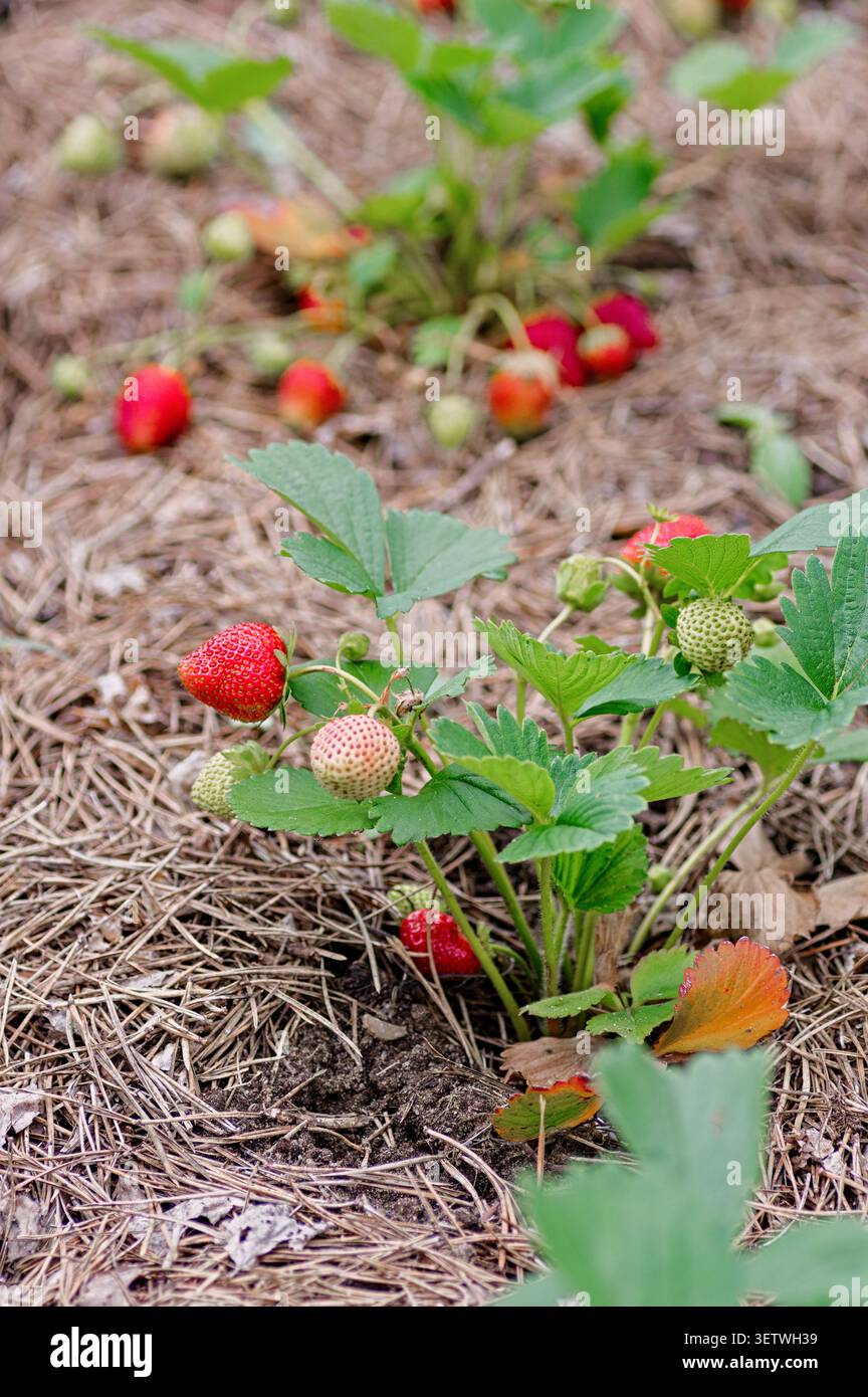Fragole giovani e mature (Fragaria) che crescono in un terreno di pacciamatura. Pratica di ecogiardinaggio, promozione della salute del suolo, della biodiversità e del suolo naturale pr Foto Stock