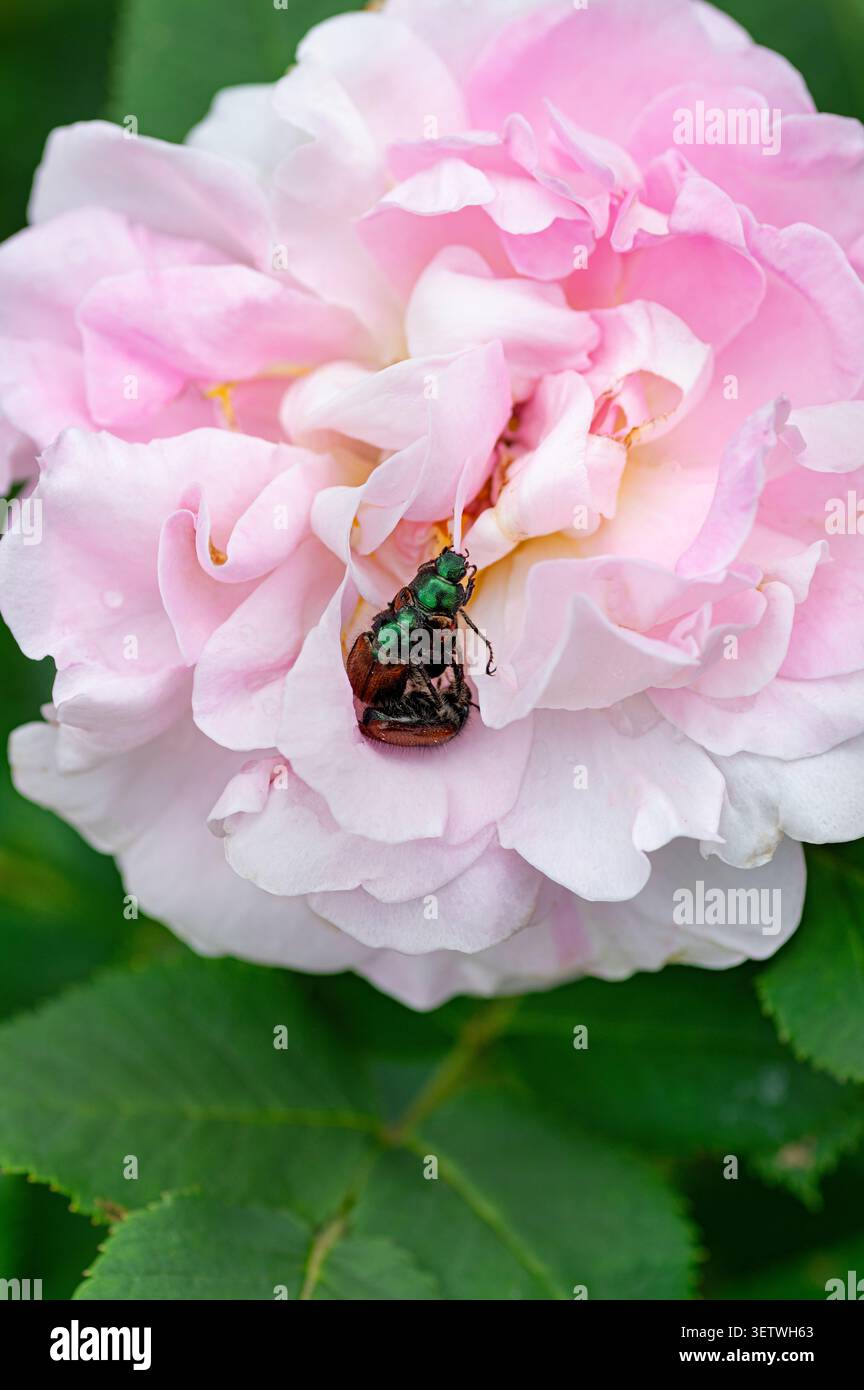 Coppia di coleotteri giapponesi (Popillia japonica) che si accoppiano su delicati petali di rosa. La messa a fuoco macro ravvicinata mostra l'attività dei parassiti, la diffusione di danni e invasiva Foto Stock