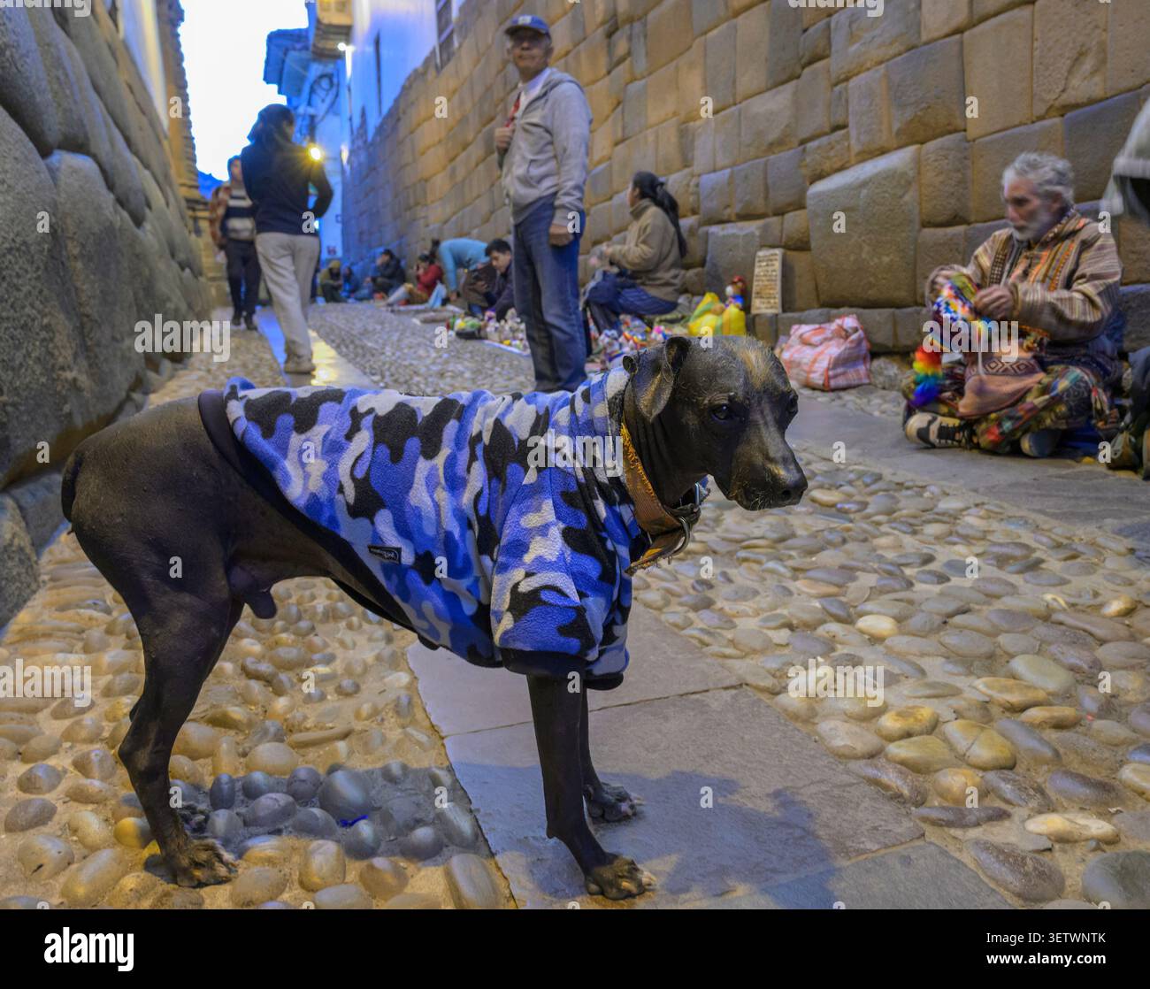 Coperta calda coperta coperta di orchidea inca peruviana (cane senza capelli) ed esposta per attrazioni turistiche in strada durante una serata fresca, Cusco, Perù. Foto Stock